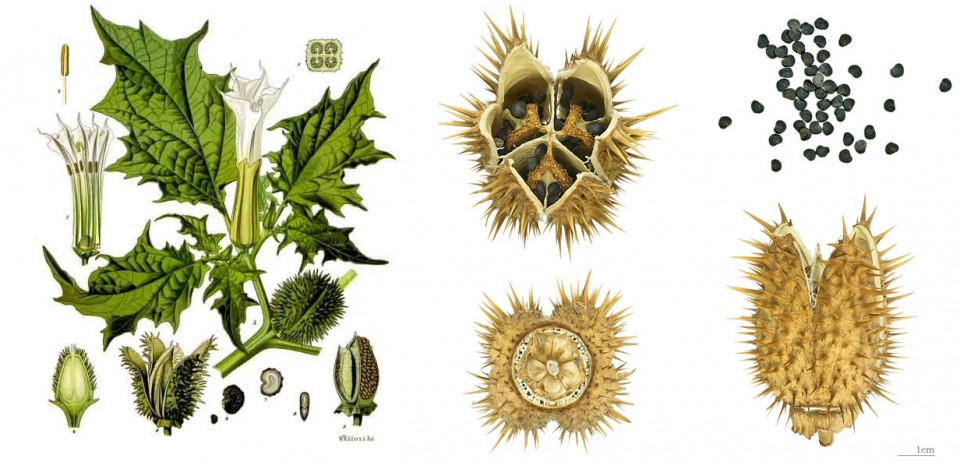 Datura_stramonium_-_Köhler–s_Medizinal-Pflanzen-051